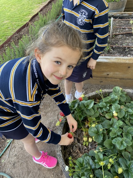 R1 Picking Strawberries